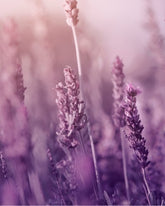 Luonnollinen vartalonhoitolahjasetti `" Lumoava Laventeli " / Natural Body Care Gift Set “Enchanting Lavender”