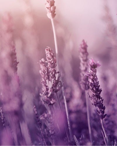 Luonnollinen vartalonhoitolahjasetti `" Lumoava Laventeli " / Natural Body Care Gift Set “Enchanting Lavender”
